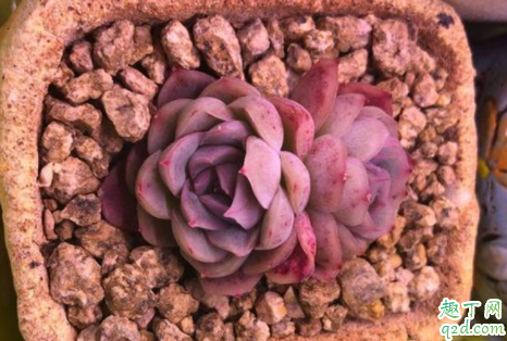 麦饭石花盆可以养多肉吗 麦饭石花盆有什么缺点