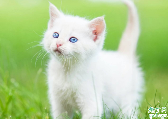猫咪难产怎么帮着助产 怎么知道猫咪难产