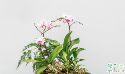 发财树有病虫害怎么办 发财树需要剪枝吗
