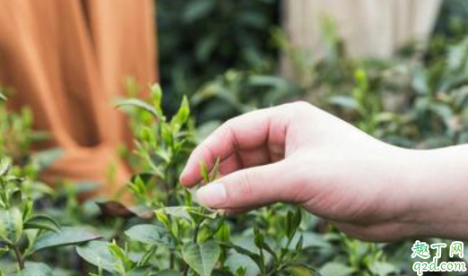 龙井茶可以清火吗 肠胃不好喝龙井茶好吗
