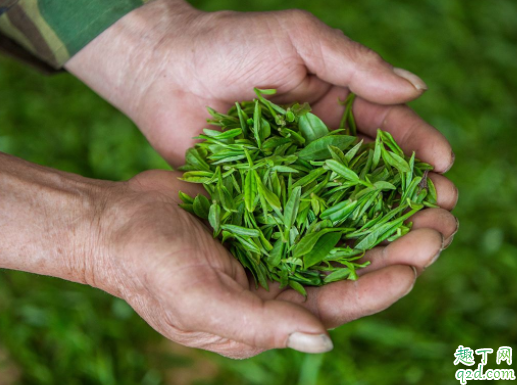 龙井茶可以清火吗 肠胃不好喝龙井茶好吗