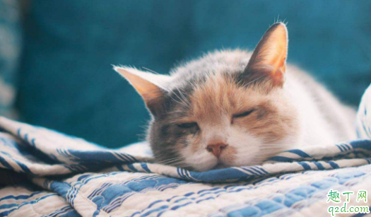 猫咪晚上不睡觉一直很兴奋怎么办 猫咪总是睡觉怎么回事