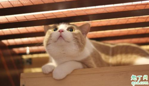 猫咪晚上不睡觉一直很兴奋怎么办 猫咪总是睡觉怎么回事