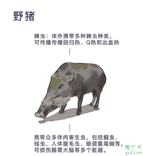 野生动物有多少病毒 野生动物如何引发疫情