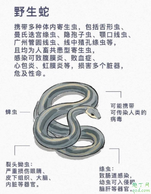 野生动物有多少病毒 野生动物如何引发疫情