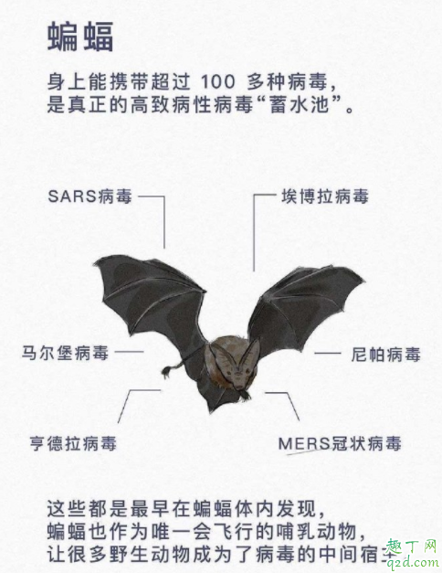野生动物有多少病毒 野生动物如何引发疫情