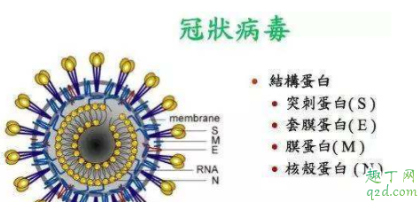 新型冠状病毒多久会发病 新型冠状病毒非典型症状有什么