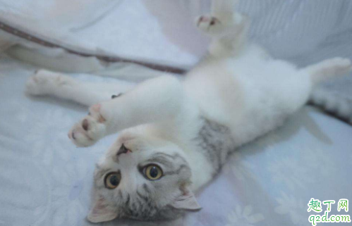 猫咪屁股出来的虫是什么虫 猫咪屁股上有白色条状物怎么办