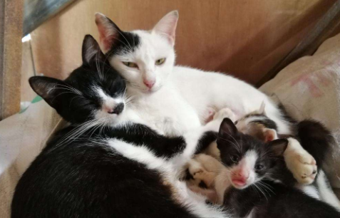 猫鼻支治好了会复发吗 宠物猫为什么容易得猫鼻支