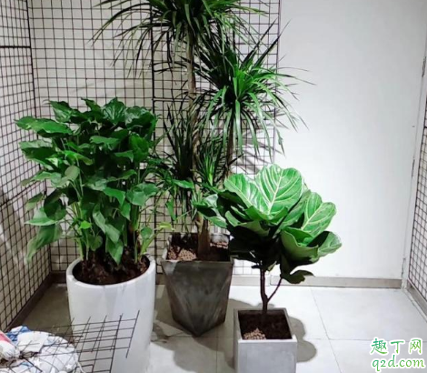 琴叶榕的茎杆太细正常吗 怎样能让琴叶榕植株粗壮