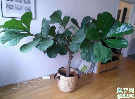 琴叶榕的茎杆太细正常吗 怎样能让琴叶榕植株粗壮