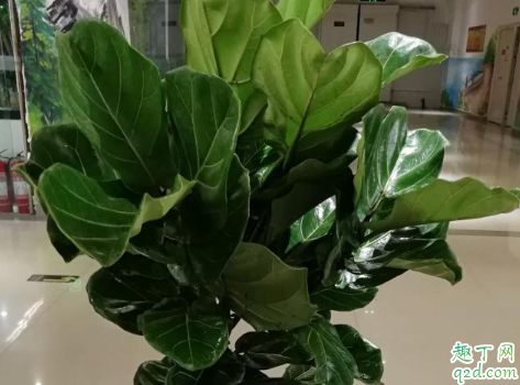 琴叶榕的茎杆太细正常吗 怎样能让琴叶榕植株粗壮