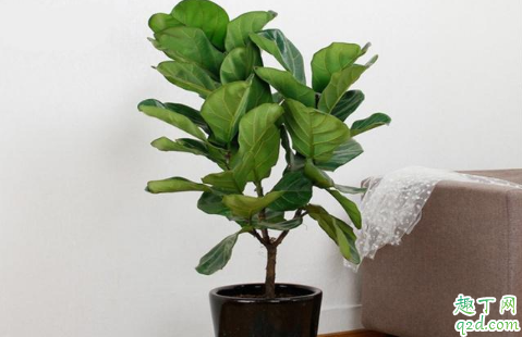 琴叶榕的茎杆太细正常吗 怎样能让琴叶榕植株粗壮