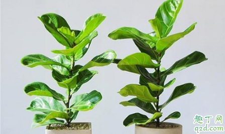 琴叶榕盆景啥时候换盆好 给琴叶榕换盆需要注意啥