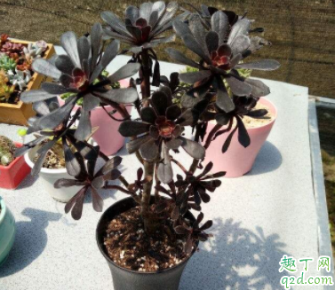 北方室内阳台如何养好法师 法师常见品种有哪些