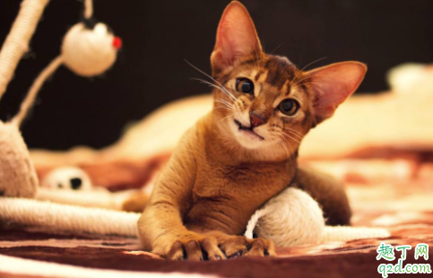 猫咪疱疹病毒会传染给别的猫吗 猫咪疱疹会传染给人吗