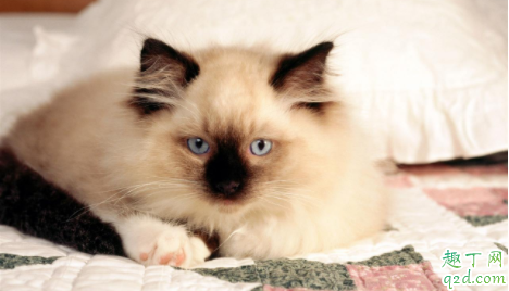 猫咪疱疹病毒会传染给别的猫吗 猫咪疱疹会传染给人吗