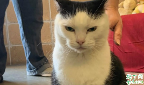 猫疱疹病毒怎么检查 猫疱疹最快治疗几天能好