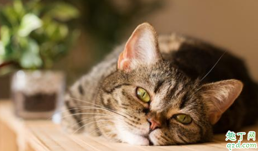 猫疱疹病毒怎么检查 猫疱疹最快治疗几天能好