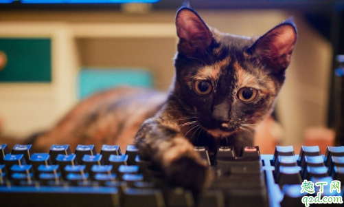 猫疱疹病毒怎么检查 猫疱疹最快治疗几天能好