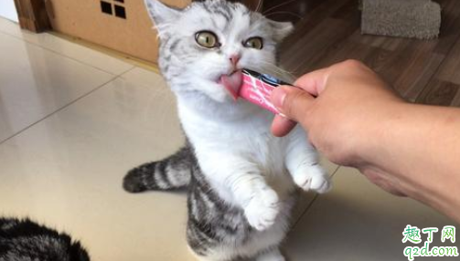 猫疱疹病毒怎么检查 猫疱疹最快治疗几天能好
