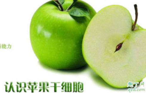 苹果干细胞美容靠谱吗 苹果干细胞的使用方法及用量