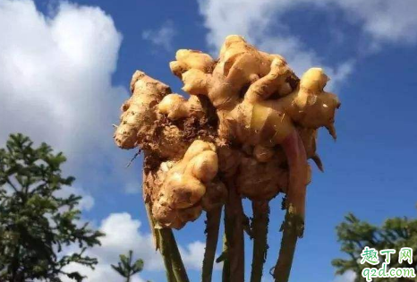黄姜适合什么人吃 黄姜在什么情况下不能吃