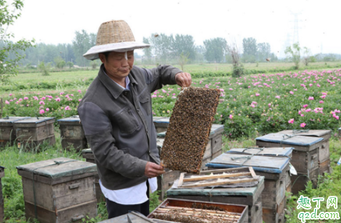 疫情期间蜂蜜卖不出去怎么办 蜂蜜销售渠道有哪些