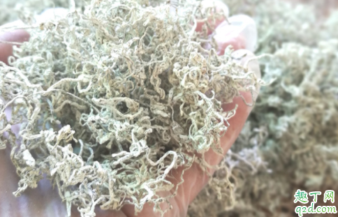 茅岩莓茶真的那么神吗 茅岩莓泡水喝的功效有哪些