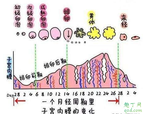 备孕有必要查黄体功能吗 备孕查黄体功能最佳时间