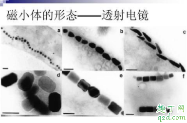 家养鸽子会传染冠状病毒吗 疫情期间能不能吃鸽子