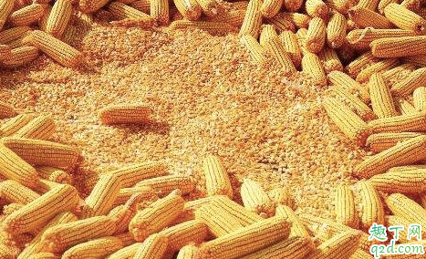 疫情过去玉米会涨价吗 2020年什么时候出售玉米最好