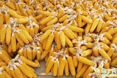 疫情过去玉米会涨价吗 2020年什么时候出售玉米最好