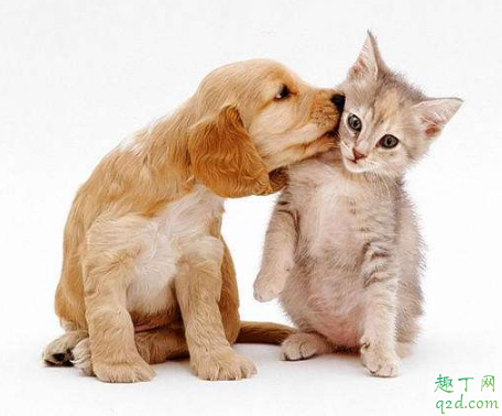 疫情期间上高速可以带狗带猫吗 疫情期间宠物可以上高速吗