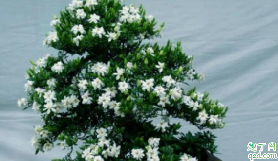 生根粉水可以浇栀子花吗 栀子花适合什么土壤
