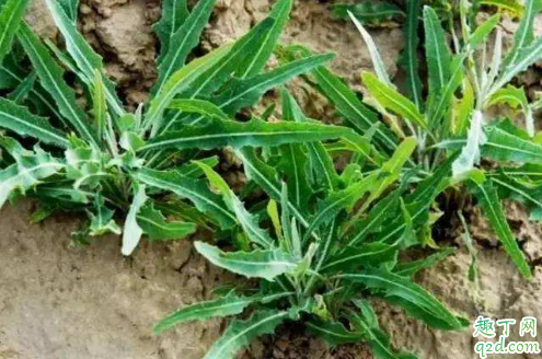 疫情期间可以吃野菜吗 吃野菜会感染新冠病毒吗