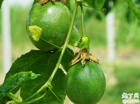 百香果可以盆栽吗 百香果啥时候种植成活率高