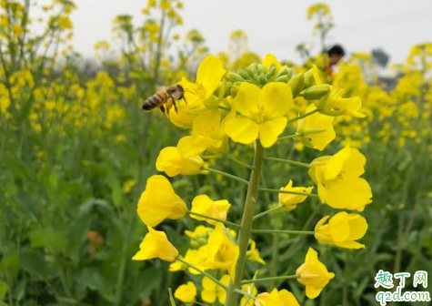 油菜可以打尖吗 油菜什么时候打尖最好