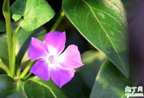 花叶蔓叶子发黄是什么原因 花叶蔓叶子发黄怎么补救