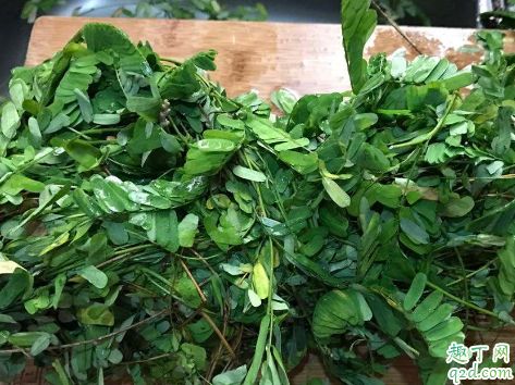 来月经可不可以喝鸡骨草水 鸡骨草啥时候喝最好