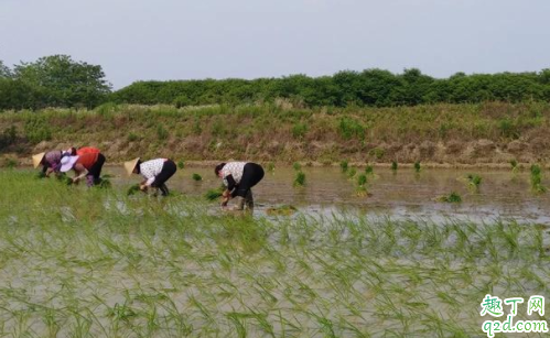 农资增长粮食不涨怎么办 粮食不涨农民收入低如何处理