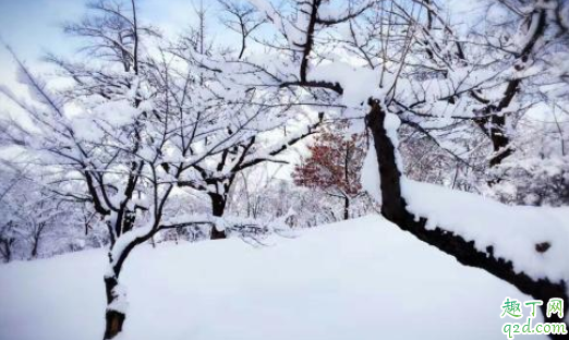 节气大雪不下雪有什么说法 为什么说大雪兆丰年无雪要遭殃