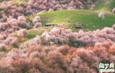 伊犁杏花什么时候开花 伊犁杏花沟旅行攻略