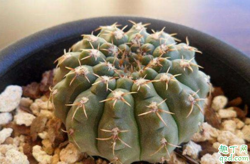 绯花玉仙人球不长小球怎么回事 绯花玉仙人球怎么繁殖