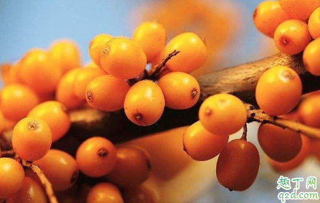 沙棘茶空腹能喝吗 沙棘茶和沙棘果哪个效果好