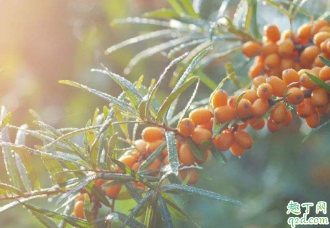 沙棘茶空腹能喝吗 沙棘茶和沙棘果哪个效果好