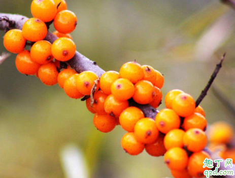 沙棘茶能不能天天喝 沙棘茶啥时候喝合适