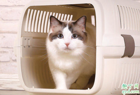 猫咪很害怕航空箱怎么办 猫咪在航空箱里一直叫怎么办