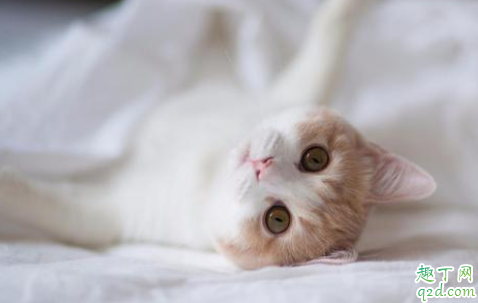 怎么判断幼猫健不健康 刚买的猫怎么检查有没有病
