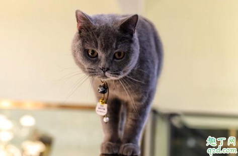 新手买猫怎么观察 猫市场买猫要注意什么